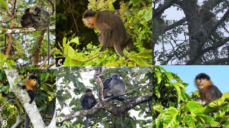 Mystery Monkey of Malaysia: Hybrid Proboscis & Silvery Langur?