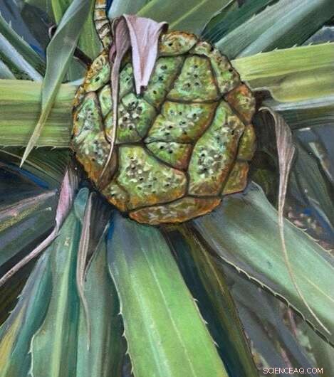 Ancient Australian Fruit Fossil Reveals New Pandanus Species