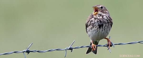 Global Bird Population Decline: Causes & Consequences
