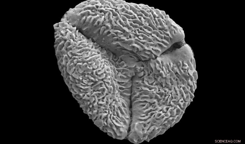 Ancient Pollen Reveals Climate Change Insights for the Future