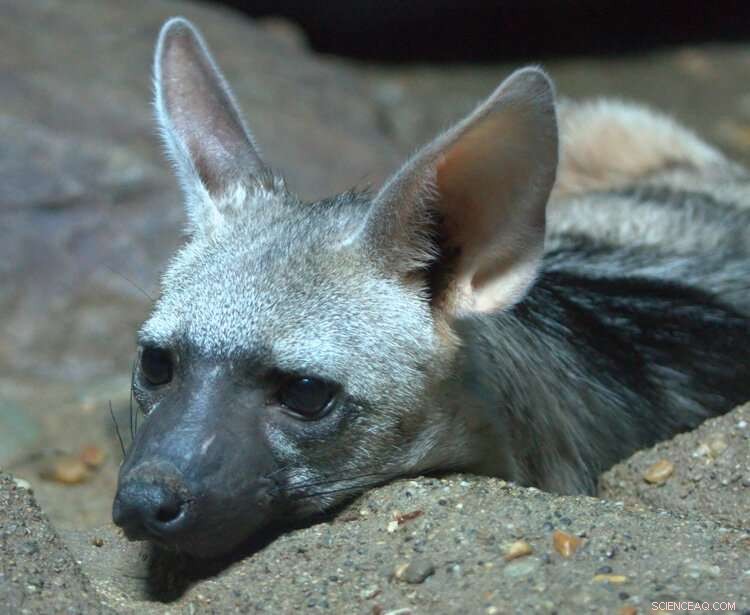 Gansu Hyena: Ancestor to Aardwolf? Exploring Evolutionary Links