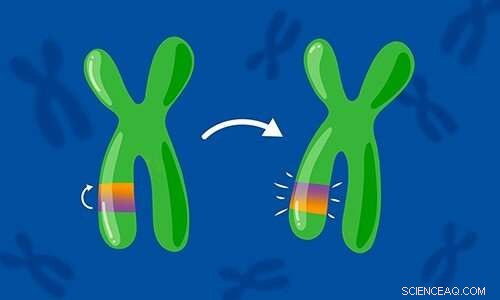 Human Genome Inversions: New Findings on Genetic Disease