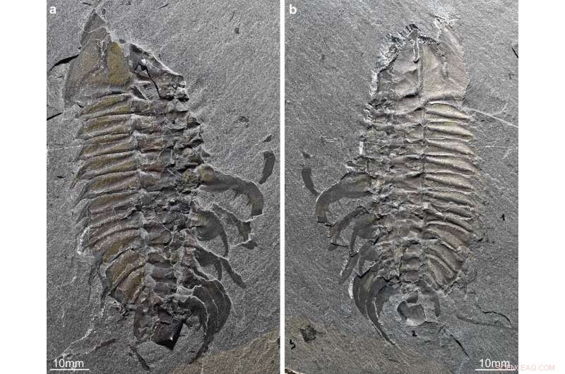 Mid-Cambrian Trilobite Reveals Ancient Horseshoe Crab-Like Mating