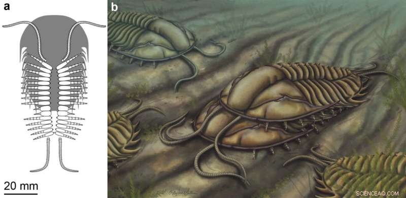 Mid-Cambrian Trilobite Reveals Ancient Horseshoe Crab-Like Mating