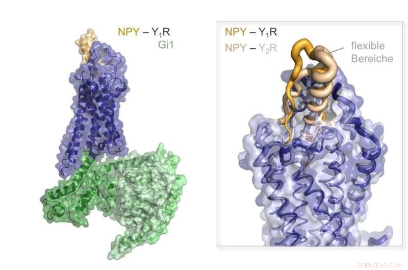 New Insights into Neuropeptide Signaling: Molecular Mechanisms Revealed
