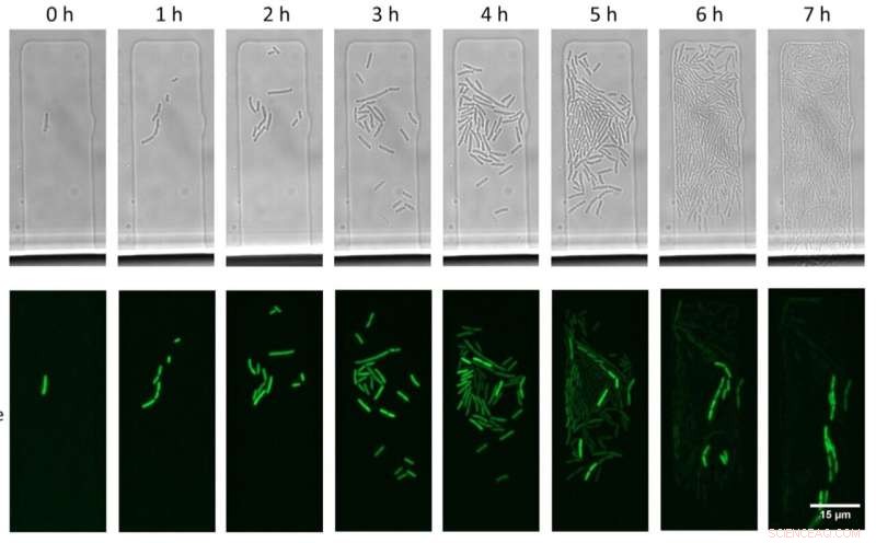 CRISPR-Cas Systems: How Chance Drives Antibiotic Resistance