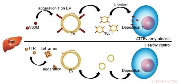 Understanding Protein Insolubility Diseases: Biomolecular Insights