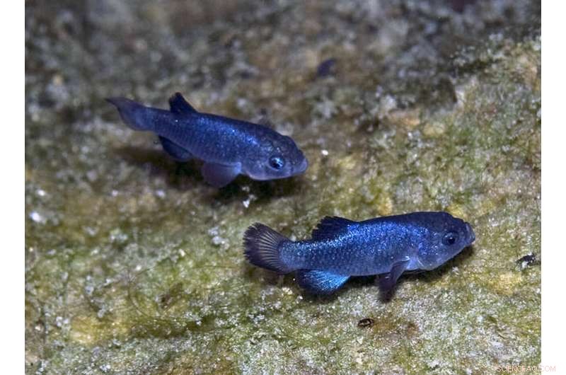 Devil s Hole Pupfish: A Remarkable Desert Survival Story
