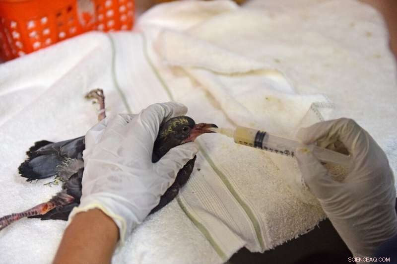 Indian Heatwave Threatens Birdlife: Jivdaya Trust Responds