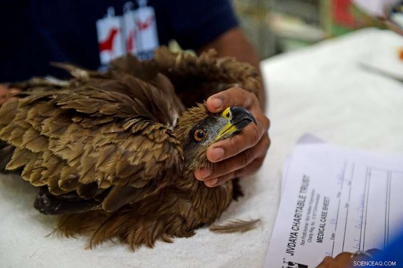 Indian Heatwave Threatens Birdlife: Jivdaya Trust Responds