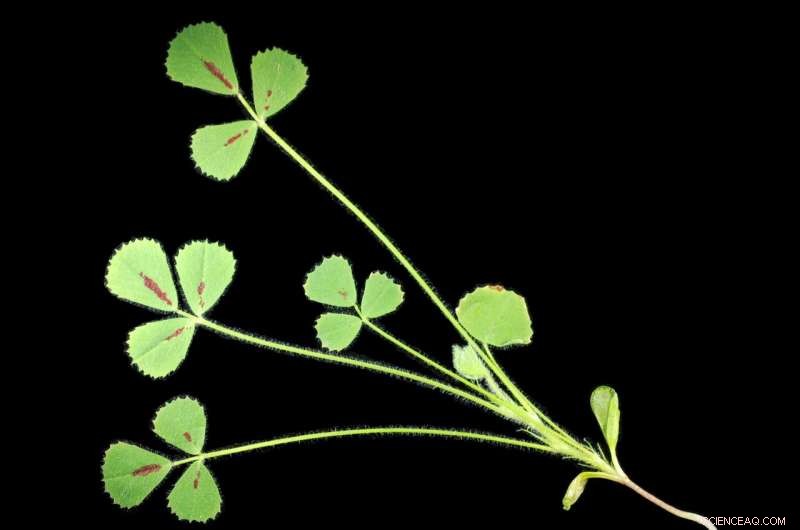 Decoding Plant Movement: New Insights into Medicago truncatula Leaf Control