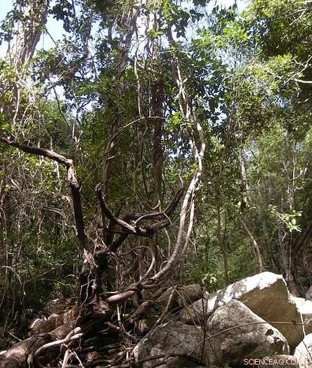 Boosting Tree Growth & Conservation: Insights from Conservation International