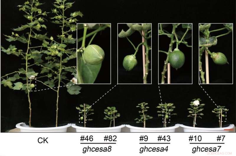 Cellulose Synthase Supercomplex in Cotton Fibers: Impact on Plant Growth and Fiber Development