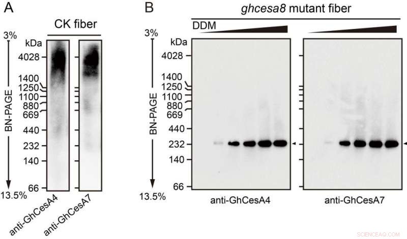 Cellulose Synthase Supercomplex in Cotton Fibers: Impact on Plant Growth and Fiber Development