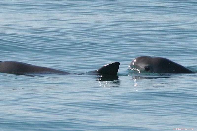 Vaquita Porpoise: A Glimmer of Hope for the World s Smallest Marine Mammal