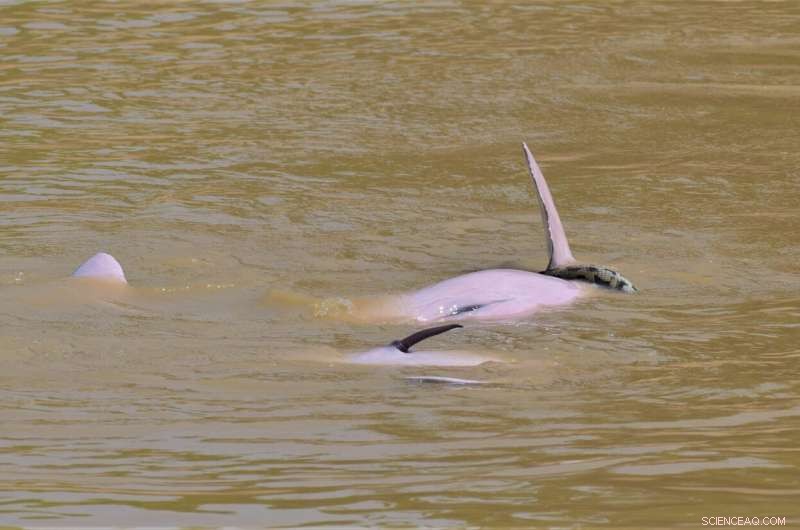 Bolivian River Dolphins & Anaconda Interaction: A Rare Wildlife Encounter
