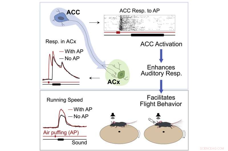Decoding Animal Danger Detection: New Insights into Neurocircuitry