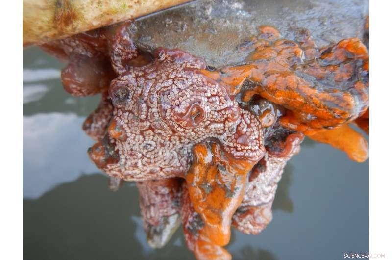 Climate Change & Invasive Species: Threats to Coastal Estuaries