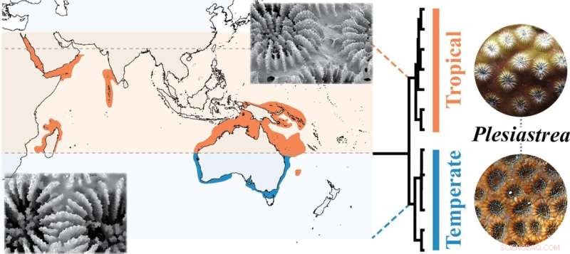 Rare Coral Species Rediscovered: A Hope for Reef Conservation