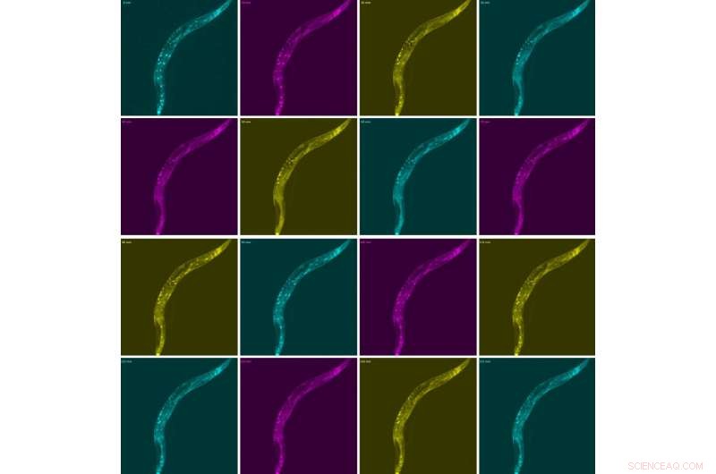 How Hunger Affects Behavior: New Insights from Worm Studies