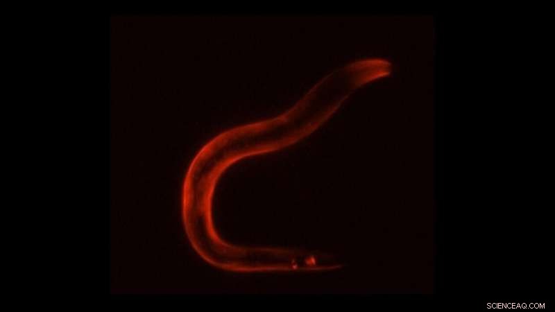 How Sleep Protects You: Neuron Activity & Gene Expression