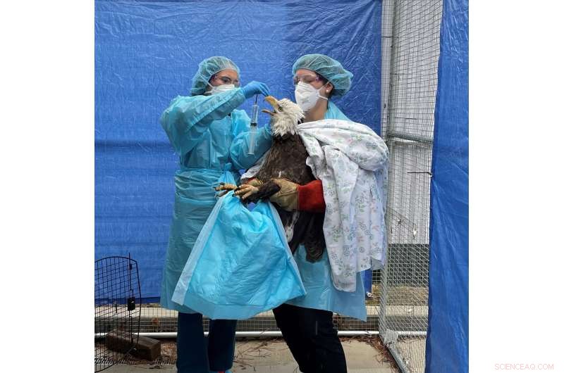 Avian Flu Impacts Bald Eagles & Other Birds: A Growing Concern