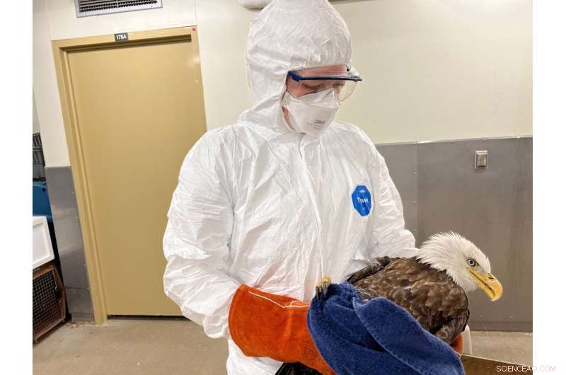 Avian Flu Impacts Bald Eagles & Other Birds: A Growing Concern