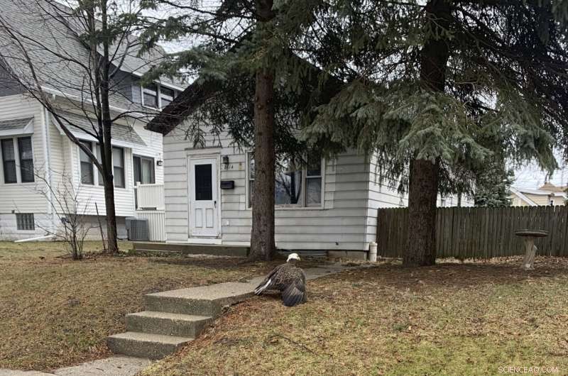 Avian Flu Impacts Bald Eagles & Other Birds: A Growing Concern