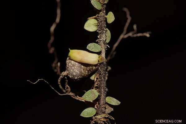 Rare Agapetes Species Discovered in Tibet: New Find Adds to Asian Biodiversity