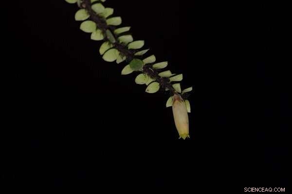 Rare Agapetes Species Discovered in Tibet: New Find Adds to Asian Biodiversity