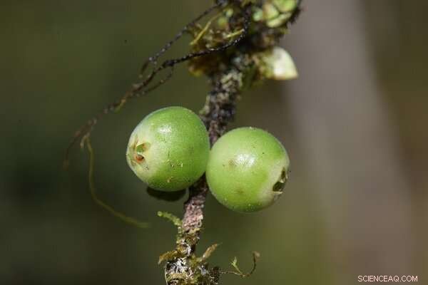 Rare Agapetes Species Discovered in Tibet: New Find Adds to Asian Biodiversity