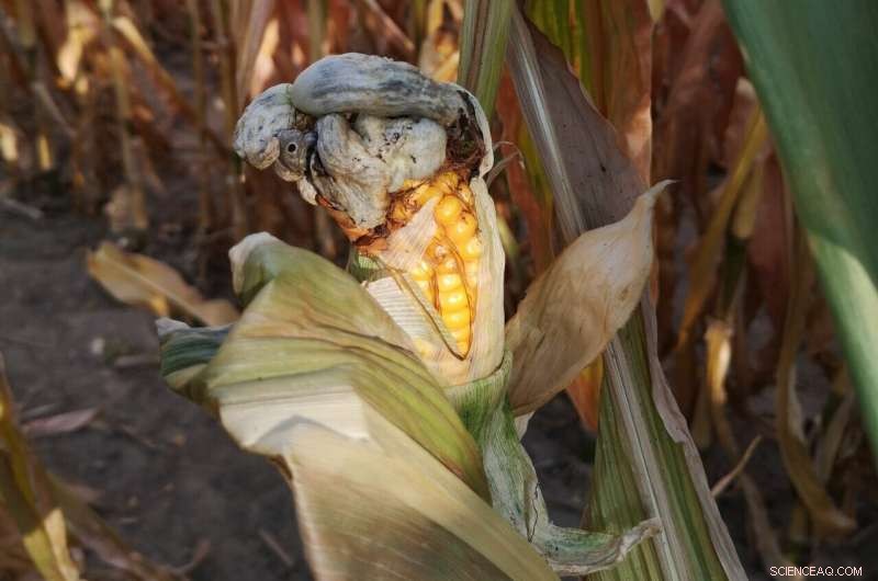 Rip1: How a Fungal Effector Suppresses Maize Plant Defenses