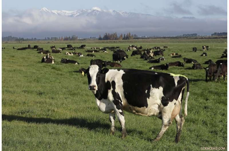 New Zealand Close to Eradicating Mycoplasma bovis in Cattle Herd