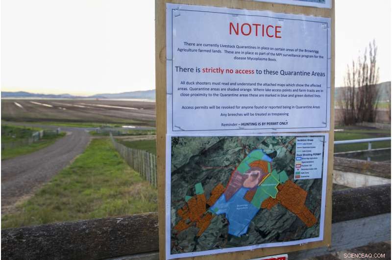 New Zealand Close to Eradicating Mycoplasma bovis in Cattle Herd