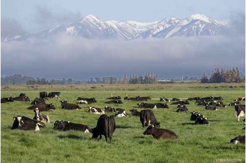 New Zealand Close to Eradicating Mycoplasma bovis in Cattle Herd