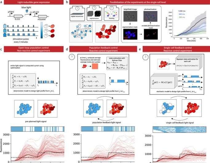 MicroMator: Modular Software for Advanced Reactive Microscopy