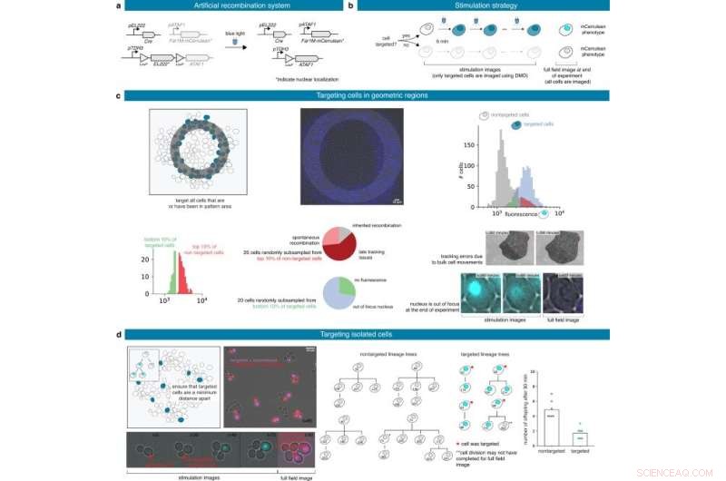 MicroMator: Modular Software for Advanced Reactive Microscopy