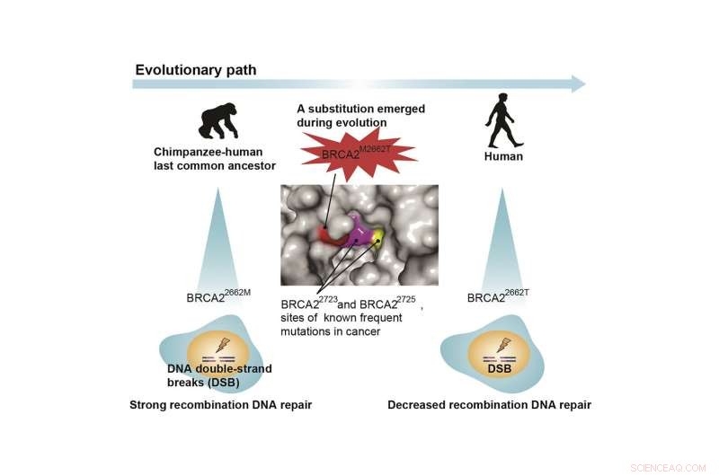 DNA Change Linked to Increased Cancer Risk in Humans: New Research