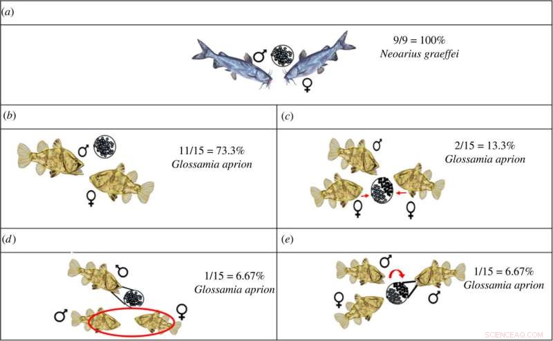 Australian Mouthbrooding Fish: Unusual Paternity in *Neoarius graeffei*