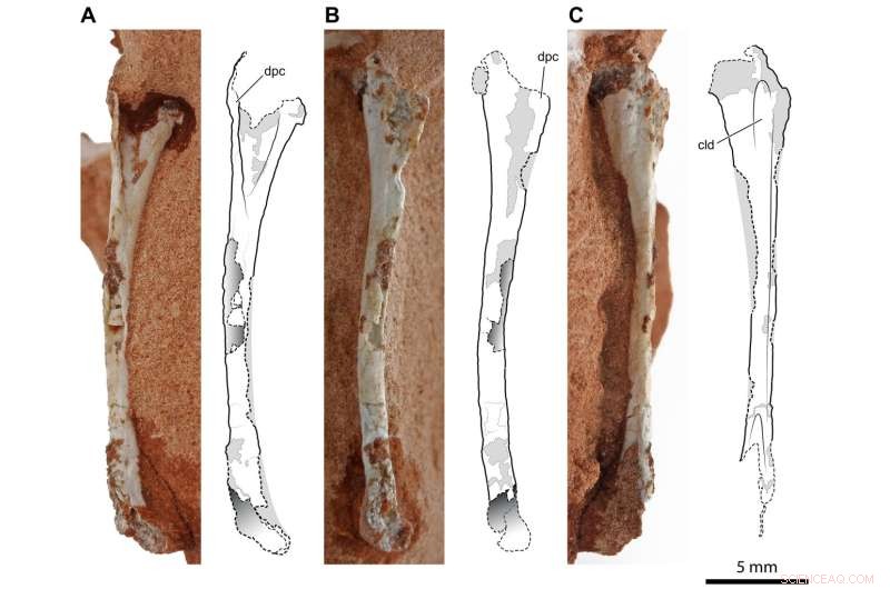 Ancient Brazilian Reptile Discovery: Insights into Early Pterosaur Evolution