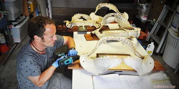 Shark Jaw Analysis: Unlocking Insights into Shark Populations and Conservation