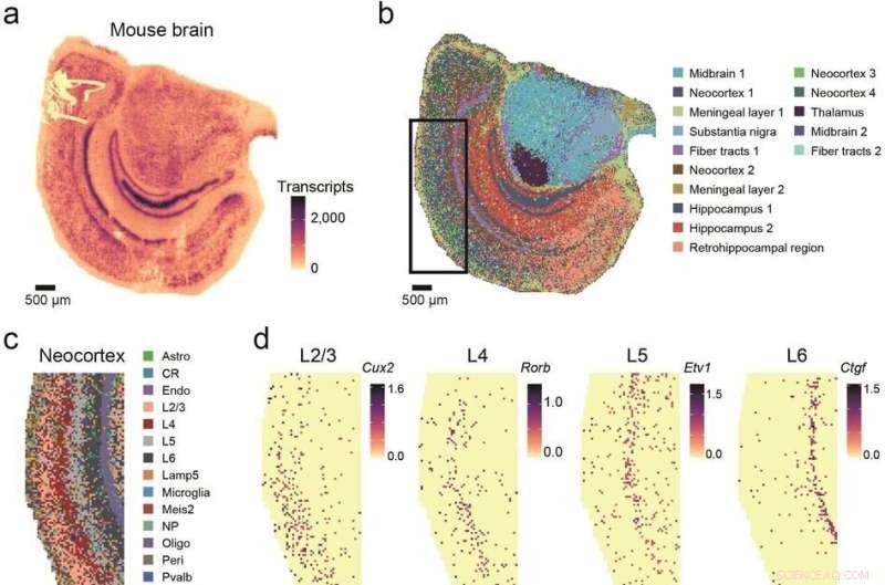 High-Resolution Cell-Type Maps of the Mouse Brain with Stereo-seq