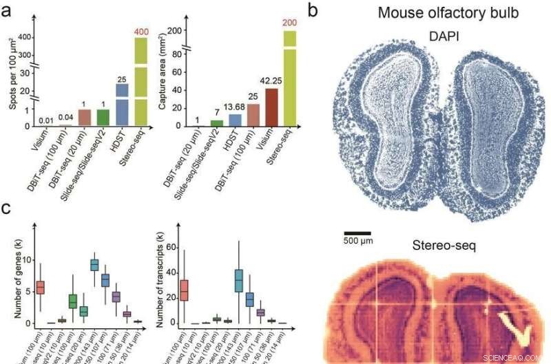 High-Resolution Cell-Type Maps of the Mouse Brain with Stereo-seq
