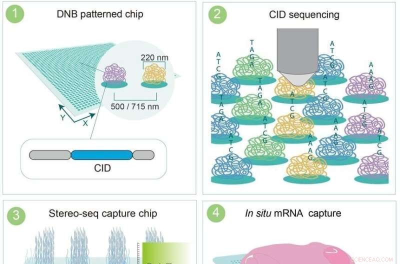 High-Resolution Cell-Type Maps of the Mouse Brain with Stereo-seq