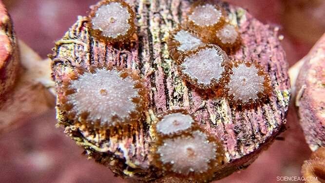 Baby Coral Vulnerable to Deadly Reef Disease: New Study