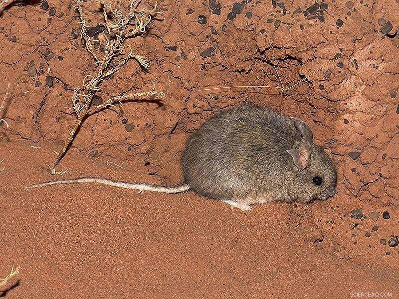 Female Distribution Drives Testis Size Evolution in Australian Rodents