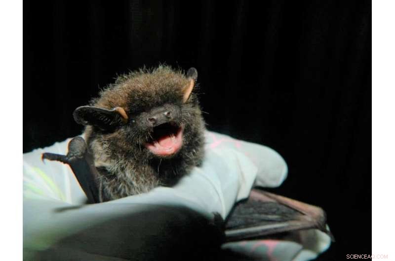 Animal Cold Survival: Migration, Torpor & Cold Resistance - A Spectrum