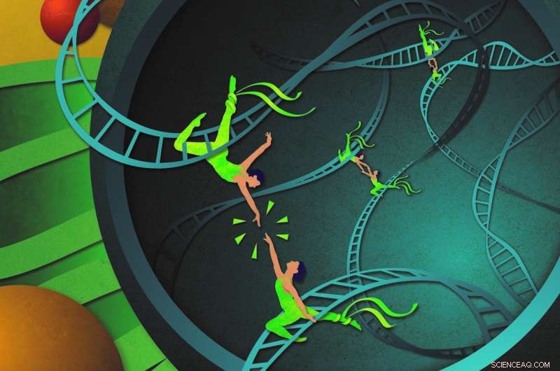 Gene Regulation: How Tethers Coordinate Embryo Development