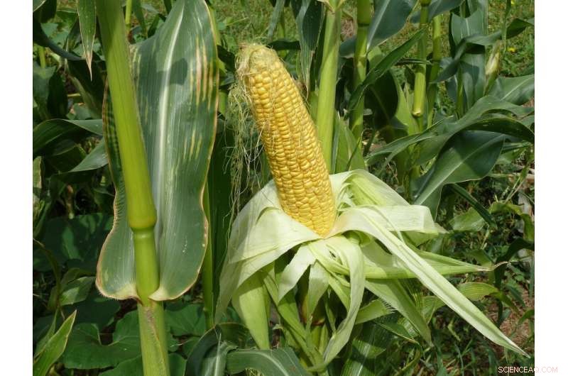 Climate Change & Aflatoxin Risk in US Corn: A Research Update