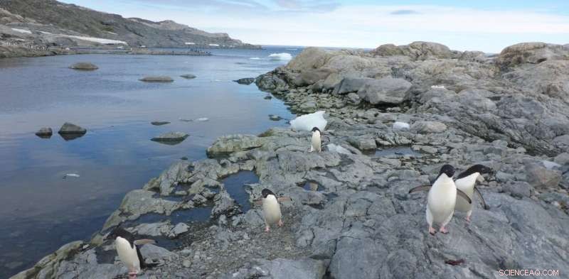 Antarctica s Biodiversity Under Threat: Over 1,100 Species at Risk